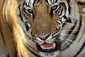 Close-up of a Tigress