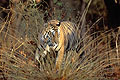Big Male Tiger in the forest