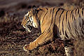 Tiger, big male. Coming out from the dry forest.