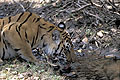 Tigre en train de boire en sous-bois