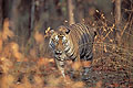 Tiger. Male adult, Wonderfull, Powerfull