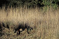 Tigre du Bengale dans une prairie humide