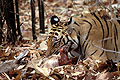 Tiger feeds on a prey, a sambar