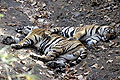 Young Tigers (brothers) sleeping in the shadow