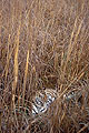 Tigress lies in the long grass of a marsh