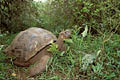 Tortue gante des Galapagos