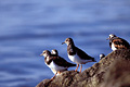 Ruddy Turnstones