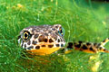 Alpine Newt