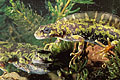 Marbled Newt