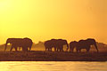 Elephants herd. Botswana