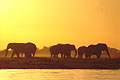 Troupeau d'lphants. Botswana