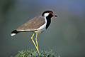 Redwattled Lapwing