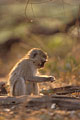 Jeune singe Vervet en train de manger des graines au sol