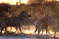 Burchell's Zebras. Water whole