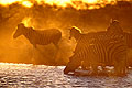 Burchell's Zebras at Water Hole at dusk