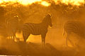 Burchell's Zebras at Water hole at dusk.