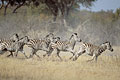 Herd of zebras running