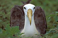 Albatros des Galapagos. Espanola