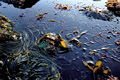 Algues à marées basse en mer d'Iroise