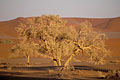 Dead Tree in the dunes of Sossusvlei