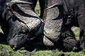 African Buffalos. Bulls Fighting