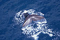 Sperm Whale, diving offshore New Zealand