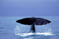 Sperm Whale / Diving Offshore NZ