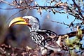 Southern Yellowbilled Hornbill