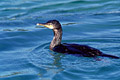 Cormoran hupp  la surface de l'eau