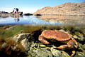 Edible Crab. Low Tide