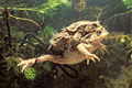 Couple of Common Toads, mating