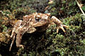 Common Toad, moving under the rain in a forest