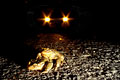 Common Toads. Forest road crossing by night...