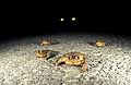Common Toads moving on road at night
