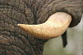 Close-up of a tusk