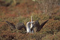 Fou  pieds bleus, parade nuptiale / Seymour