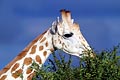 Desert Giraffe. White colour
