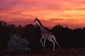 Girafe in the tiger-bush at dusk