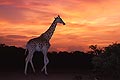 Giraffe in the tiger-bush at dusk