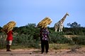 Cohabitation quotidienne entre villageois et girafes