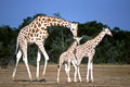 Girafes du Niger. Adulte et ses jeunes.