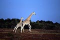 Giraffes running in the bush