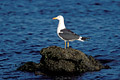 Lesser Black-backed Gull. Brittany