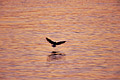 Great Black-backed Gull. Take-off at dusk