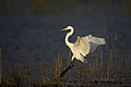 Grande Aigrette dans les marais de l'Okavango