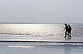 Promeneuse  mare basse en baie du Mont-st-Michel