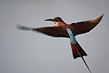 Southern Carmine Bee-Eater Flying