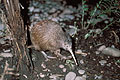 Kiwi austral, dambule en fort la nuit