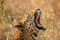 To be a leopard is not an easy job....