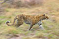 Leopard, run for hunting at down